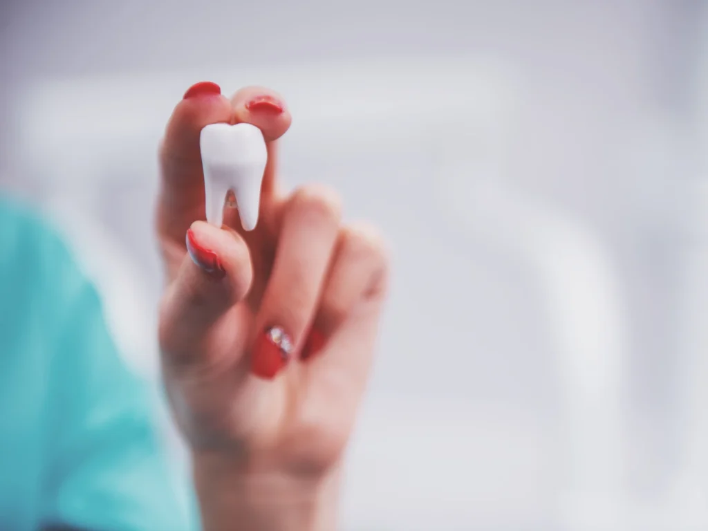dentist holding tooth model